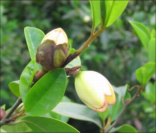 南方-木本花类-花卉-图片 南方-木本花类-花卉-图片