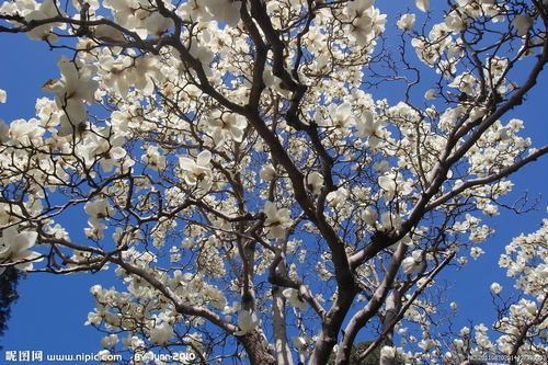 南方-木本花类-花卉-图片 南方-木本花类-花卉-图片