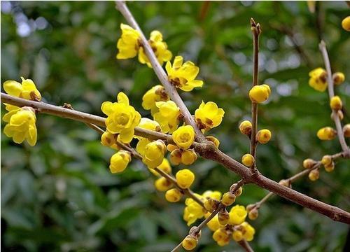 南方-木本花类-花卉-图片 南方-木本花类-花卉-图片