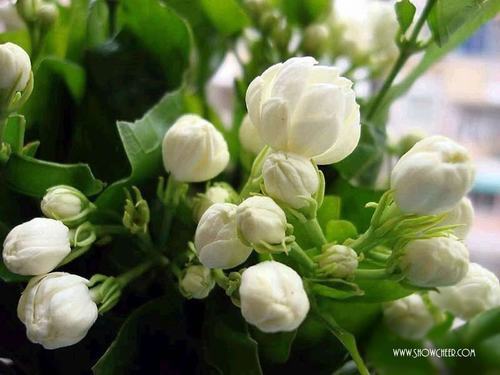 南方-木本花类-花卉-图片 南方-木本花类-花卉-图片