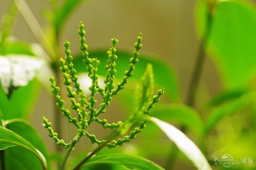 南方-木本花类-花卉-图片 南方-木本花类-花卉-图片