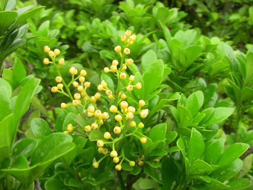 南方-木本花类-花卉-图片 南方-木本花类-花卉-图片