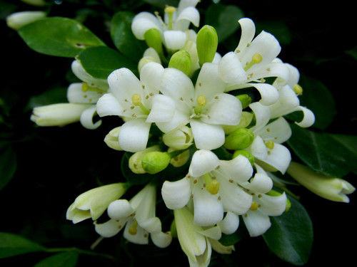 南方-木本花类-花卉-图片 南方-木本花类-花卉-图片