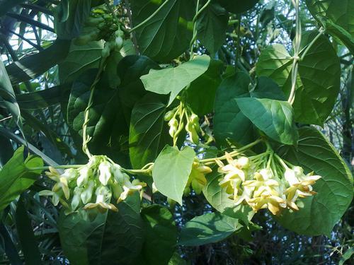 南方-木本花类-花卉-图片 南方-木本花类-花卉-图片