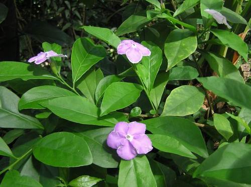 南方-木本花类-花卉-图片 南方-木本花类-花卉-图片