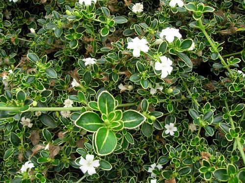 南方-木本花类-花卉-图片 南方-木本花类-花卉-图片