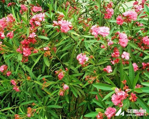 南方-木本花类-花卉-图片 南方-木本花类-花卉-图片