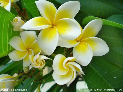 南方-木本花类-花卉-图片 南方-木本花类-花卉-图片