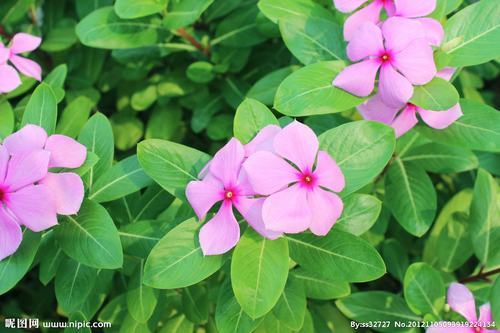 南方-木本花类-花卉-图片 南方-木本花类-花卉-图片