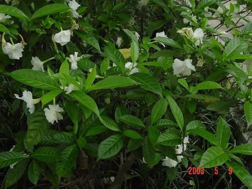 南方-木本花类-花卉-图片 南方-木本花类-花卉-图片