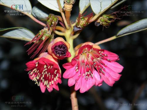 南方-木本花类-花卉-图片 南方-木本花类-花卉-图片
