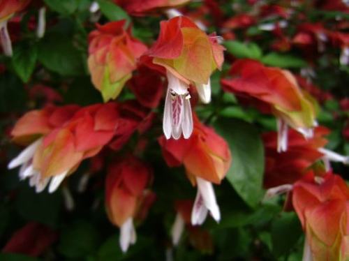 南方-木本花类-花卉-图片 南方-木本花类-花卉-图片