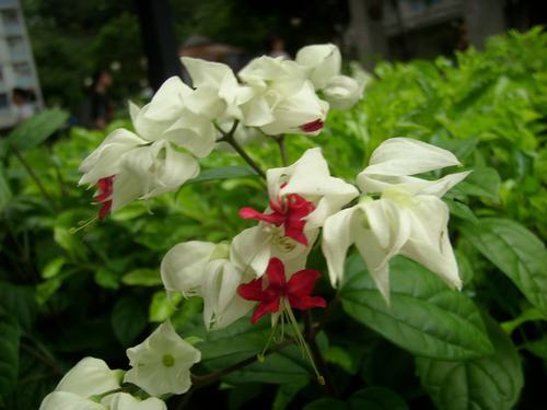 南方-木本花类-花卉-图片 南方-木本花类-花卉-图片