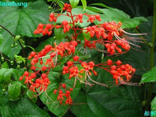 南方-木本花类-花卉-图片 南方-木本花类-花卉-图片