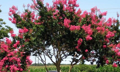 南方-木本花类-花卉-图片 南方-木本花类-花卉-图片