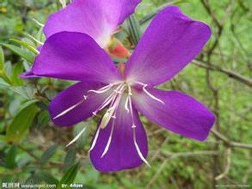 南方-木本花类-花卉-图片 南方-木本花类-花卉-图片