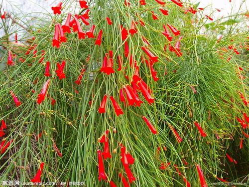 南方-木本花类-花卉-图片 南方-木本花类-花卉-图片