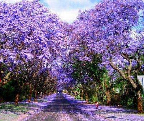 南方-木本花类-花卉-图片 南方-木本花类-花卉-图片