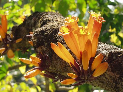 南方-木本花类-花卉-图片 南方-木本花类-花卉-图片
