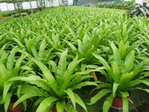 南方-草本观叶、果类-花卉-图片 南方-草本观叶、果类-花卉-图片