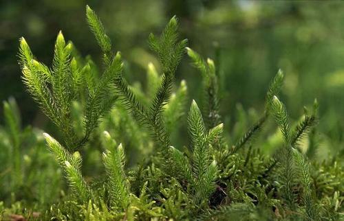 南方-草本观叶、果类-花卉-图片 南方-草本观叶、果类-花卉-图片