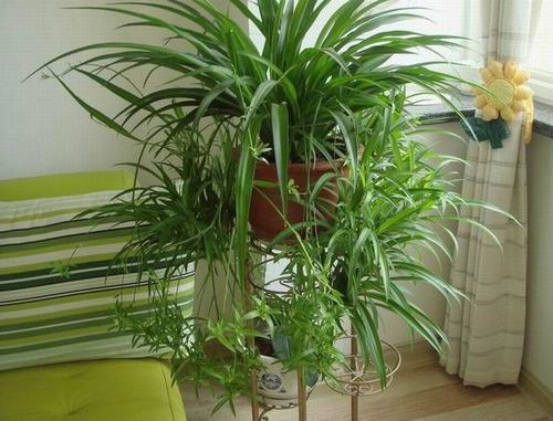 南方-草本观叶、果类-花卉-图片 南方-草本观叶、果类-花卉-图片