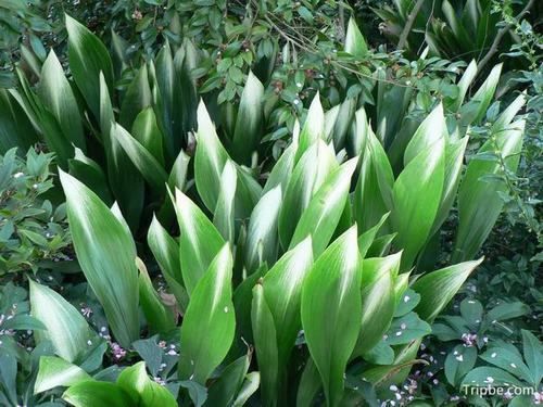 南方-草本观叶、果类-花卉-图片 南方-草本观叶、果类-花卉-图片