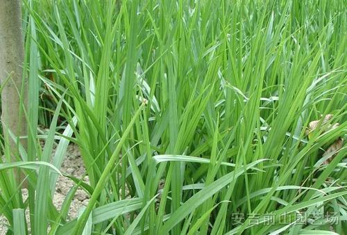 南方-草本观叶、果类-花卉-图片 南方-草本观叶、果类-花卉-图片