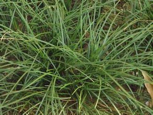 南方-草本观叶、果类-花卉-图片 南方-草本观叶、果类-花卉-图片