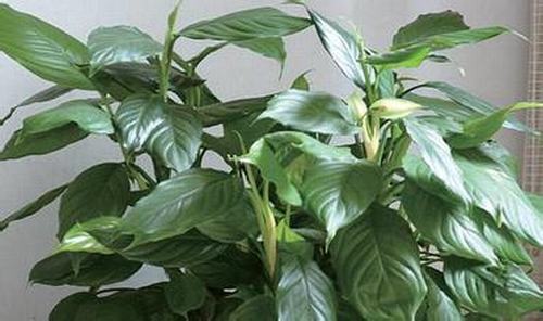 南方-草本观叶、果类-花卉-图片 南方-草本观叶、果类-花卉-图片