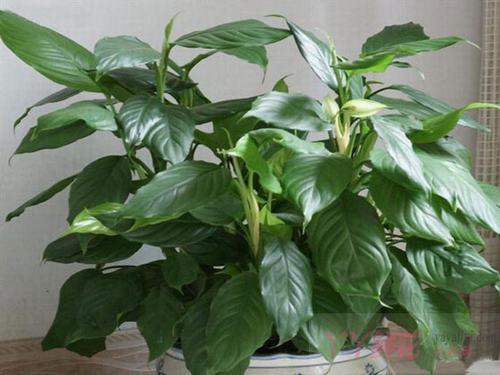 南方-草本观叶、果类-花卉-图片 南方-草本观叶、果类-花卉-图片