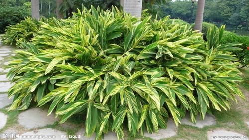 南方-草本观叶、果类-花卉-图片 南方-草本观叶、果类-花卉-图片