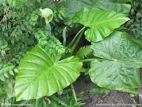 南方-草本观叶、果类-花卉-图片 南方-草本观叶、果类-花卉-图片