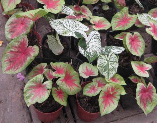 南方-草本观叶、果类-花卉-图片 南方-草本观叶、果类-花卉-图片