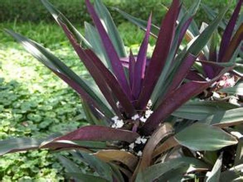 南方-草本观叶、果类-花卉-图片 南方-草本观叶、果类-花卉-图片