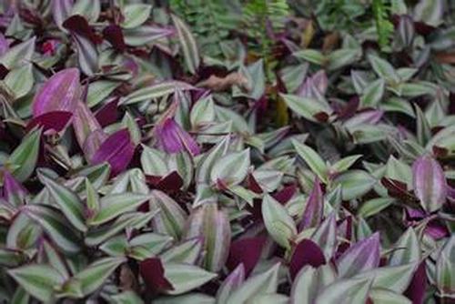 南方-草本观叶、果类-花卉-图片 南方-草本观叶、果类-花卉-图片