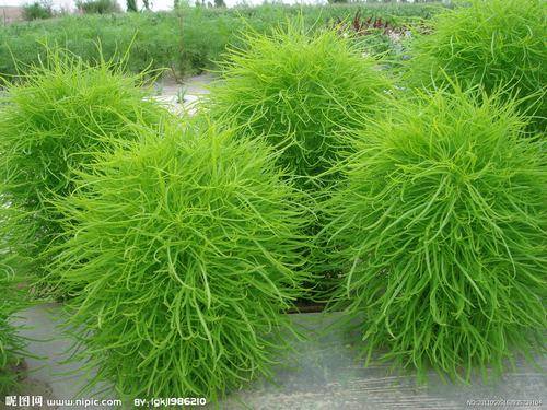 南方-草本观叶、果类-花卉-图片 南方-草本观叶、果类-花卉-图片