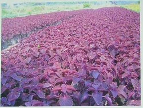 南方-草本观叶、果类-花卉-图片 南方-草本观叶、果类-花卉-图片