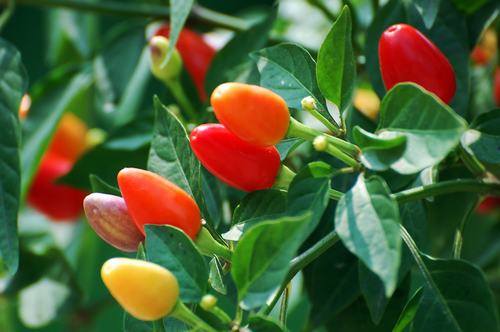 南方-草本观叶、果类-花卉-图片 南方-草本观叶、果类-花卉-图片