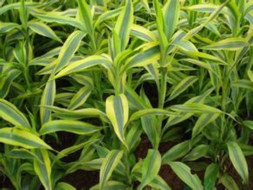 南方-木本观叶、果类-花卉-图片 南方-木本观叶、果类-花卉-图片