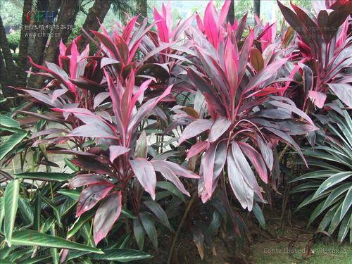 南方-木本观叶、果类-花卉-图片 南方-木本观叶、果类-花卉-图片