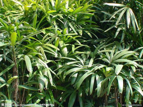 南方-木本观叶、果类-花卉-图片 南方-木本观叶、果类-花卉-图片