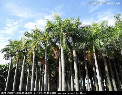 南方-木本观叶、果类-花卉-图片 南方-木本观叶、果类-花卉-图片