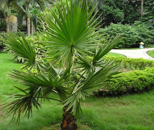 南方-木本观叶、果类-花卉-图片 南方-木本观叶、果类-花卉-图片