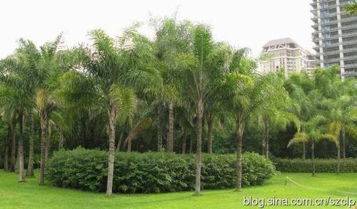 南方-木本观叶、果类-花卉-图片 南方-木本观叶、果类-花卉-图片