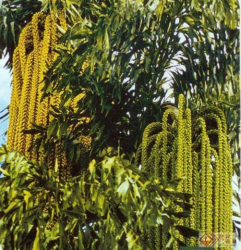 南方-木本观叶、果类-花卉-图片 南方-木本观叶、果类-花卉-图片