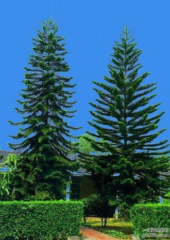 南方-木本观叶、果类-花卉-图片 南方-木本观叶、果类-花卉-图片