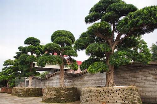 南方-木本观叶、果类-花卉-图片 南方-木本观叶、果类-花卉-图片