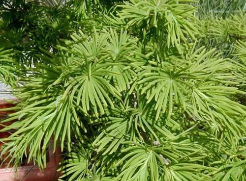 南方-木本观叶、果类-花卉-图片 南方-木本观叶、果类-花卉-图片