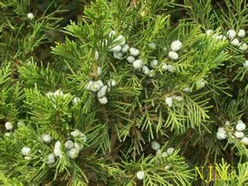 南方-木本观叶、果类-花卉-图片 南方-木本观叶、果类-花卉-图片